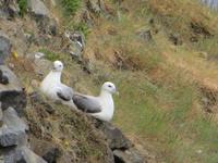 17.06.2016: Wanderung bei Raudanes