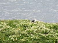 17.06.2016: Wanderung bei Raudanes