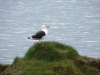 17.06.2016: Wanderung bei Raudanes