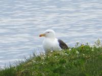 17.06.2016: Wanderung bei Raudanes