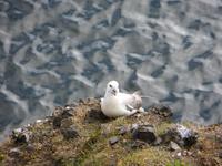 17.06.2016: Wanderung bei Raudanes