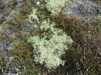 17.06.2016: Wanderung bei Raudanes