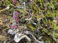 17.06.2016: Wanderung bei Raudanes