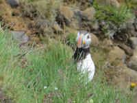 17.06.2016: Wanderung bei Raudanes