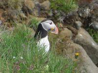 17.06.2016: Wanderung bei Raudanes