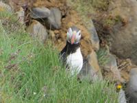 17.06.2016: Wanderung bei Raudanes
