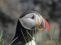 17.06.2016: Wanderung bei Raudanes