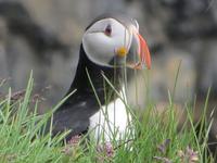 17.06.2016: Wanderung bei Raudanes