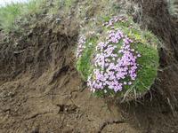 17.06.2016: Wanderung bei Raudanes