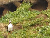 17.06.2016: Wanderung bei Raudanes