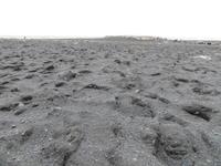 20.06.2016: am schwarzern Strand von Vik