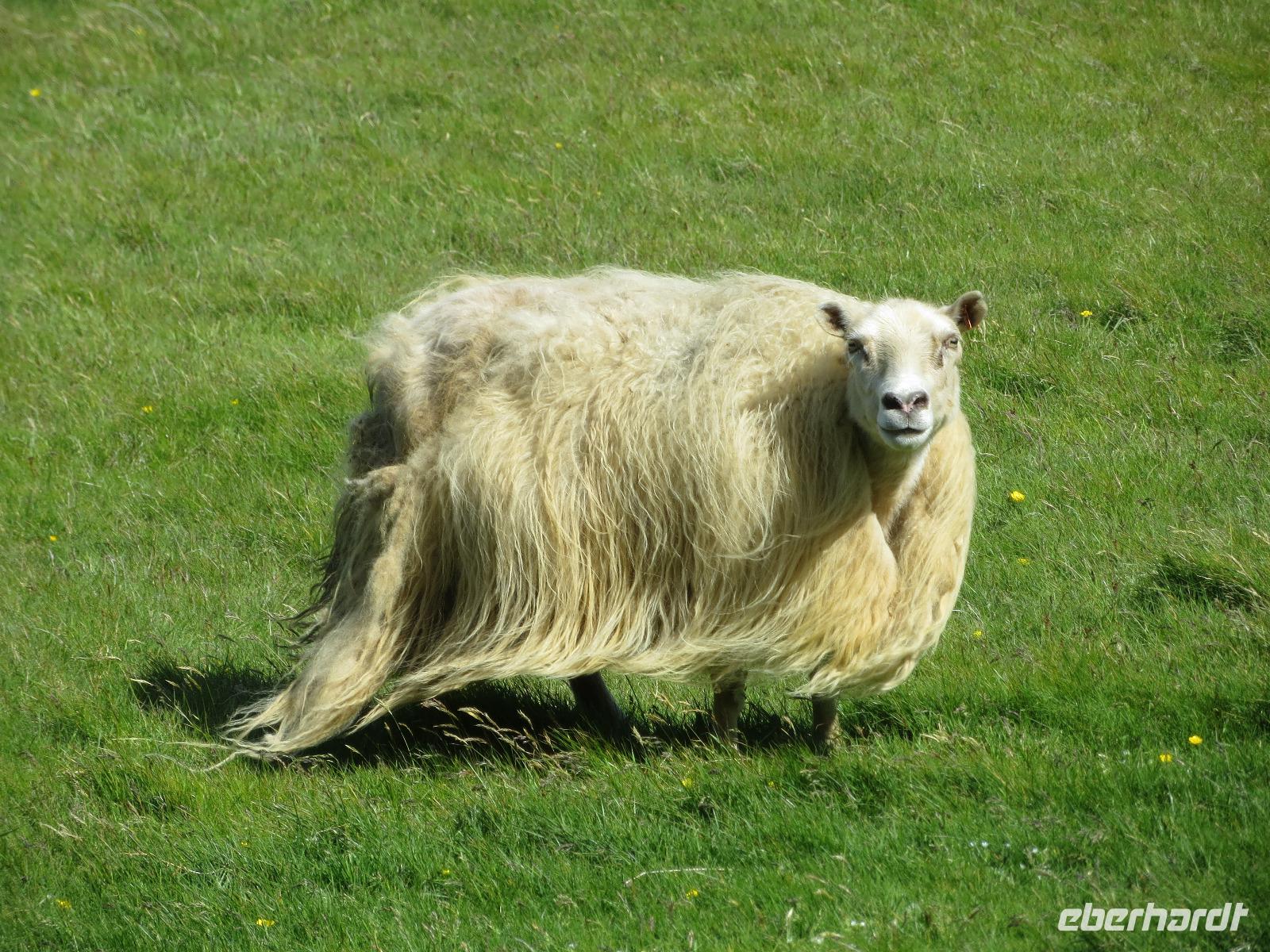 21.06.2016: auf den Westmänner Inseln