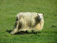 21.06.2016: auf den Westmänner Inseln