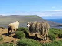 21.06.2016: auf den Westmänner Inseln