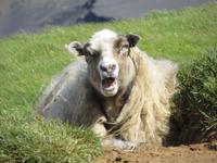 21.06.2016: auf den Westmänner Inseln