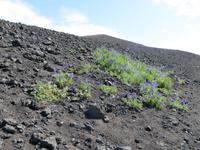 21.06.2016: auf den Westmänner Inseln - Wanderung auf dem Eldfell