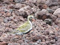 21.06.2016: auf den Westmänner Inseln - Wanderung auf dem Eldfell