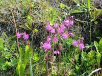 21.06.2016: auf den Westmänner Inseln - Wanderung auf dem Eldfell