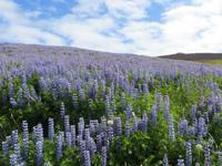 21.06.2016: auf den Westmänner Inseln - Wanderung auf dem Eldfell