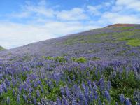 21.06.2016: auf den Westmänner Inseln - Wanderung auf dem Eldfell
