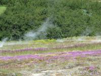 22.06.2016: Geothermalgebiet Haukadalur 