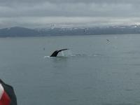 16.06.2016: Husavik - Walbeobachtungstour