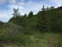 16.06.2016: Wanderung auf der Halbinsel Tjörnes zur hufeisenförmigen Schlucht Asbyrgi