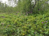 16.06.2016: Wanderung auf der Halbinsel Tjörnes zur hufeisenförmigen Schlucht Asbyrgi