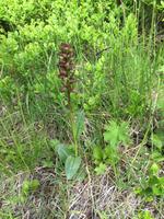 16.06.2016: Orchidee auf der  Wanderung auf der Halbinsel Tjörnes zur hufeisenförmigen Schlucht Asbyrgi