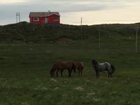 16.06.2016: Raufarhöfn oder das Ende Islands