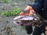 16.06.2016: Raufarhöfn oder das Ende Islands