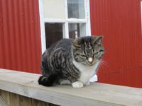 12.06.2016: Stadtspaziergang durch Reykjavik