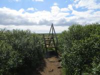 13.06.2016: Unsere erste Wanderung ... zum Kraterrand des Eldborg