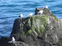 13.06.2016:  Wanderung oberhalb der Steilküste bei Arnarstapi 