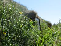 14.06.2016: Glaumbaer - Museumshof mit Grassodenhäusern 