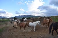 Akureyri - Islandpferd - Ausritt