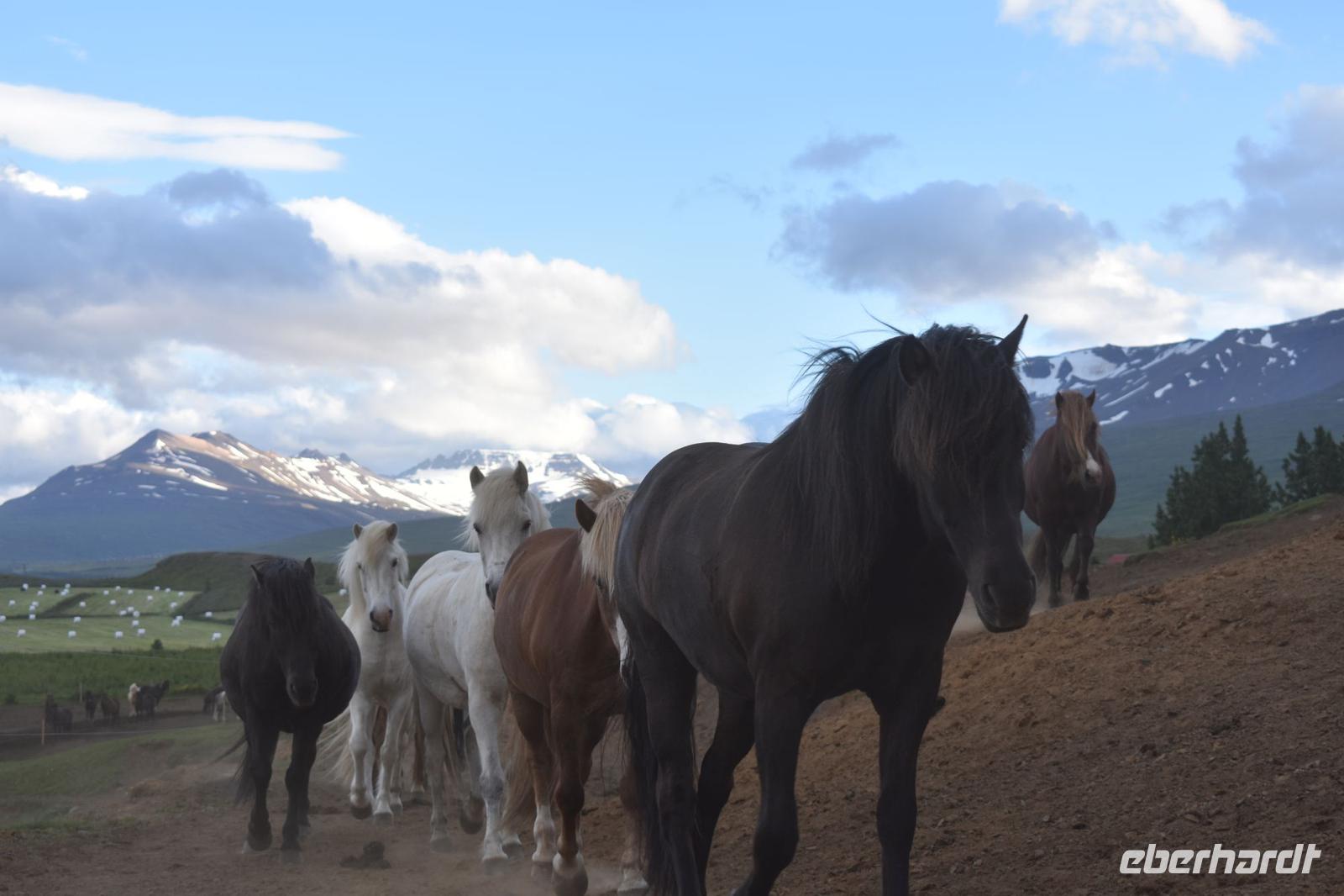 Akureyri - Islandpferd - Ausritt