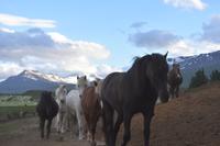 Akureyri - Islandpferd - Ausritt