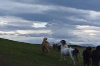 Akureyri - Islandpferd - Ausritt