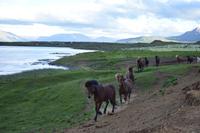Akureyri - Islandpferd - Ausritt