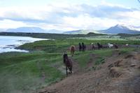 Akureyri - Islandpferd - Ausritt