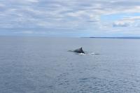 Walbeobachtung in Húsavík