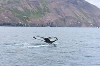 Walbeobachtung in Húsavík