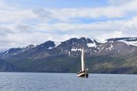Walbeobachtung in Húsavík