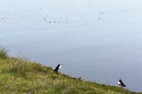 Raudanes - Papageitaucher 