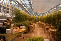 Friðheimar Tomatenplantage