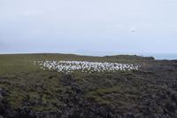 Snæfellsnes 