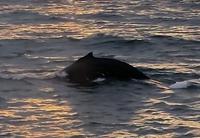 Walbeobachtung Hauganes - Dalvik - Rundreise Reisekombination Island und Grönland 