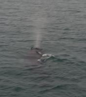 Walbeobachtung Hauganes - Dalvik - Rundreise Reisekombination Island und Grönland 