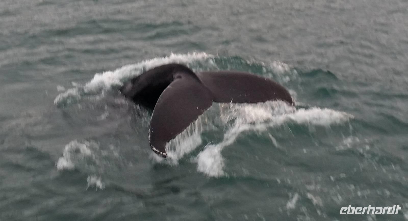Walbeobachtung Hauganes - Dalvik - Rundreise Reisekombination Island und Grönland 